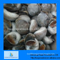 fresh frozen moon snail meat